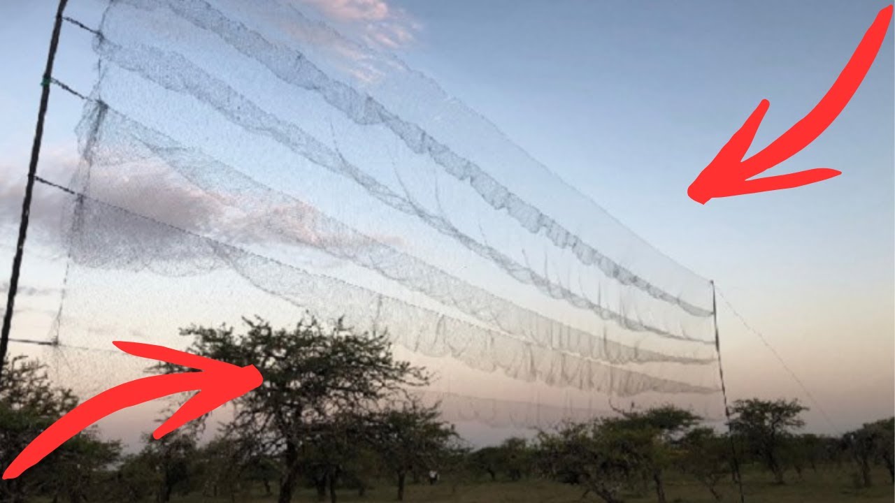 Pegando Pássaros com rede de Neblina