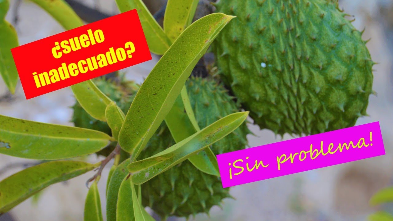 Cómo y porqué PLANTAR un ÁRBOL🌳 con humus de lombriz🦠. Paso a paso, de principio a fin