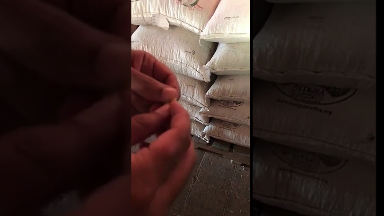 رحلة في مزارع القهوة