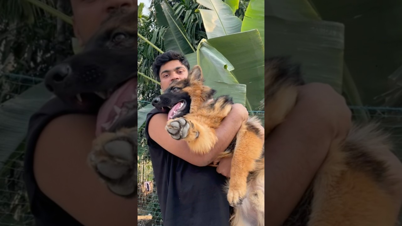 German shepherd price in assam Guwhati || cheapest price available only starting 9k #germanshepherd