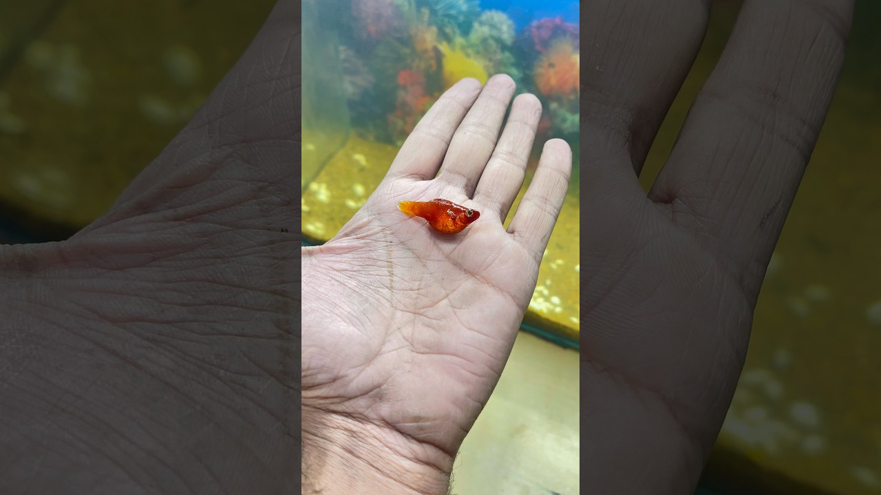 meri balloon molly fish mar gayi 😥 