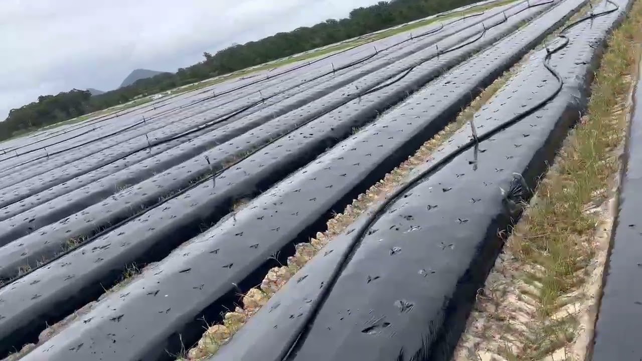 Black Mulch Film in Action &mdash; Proven Performance in the Field