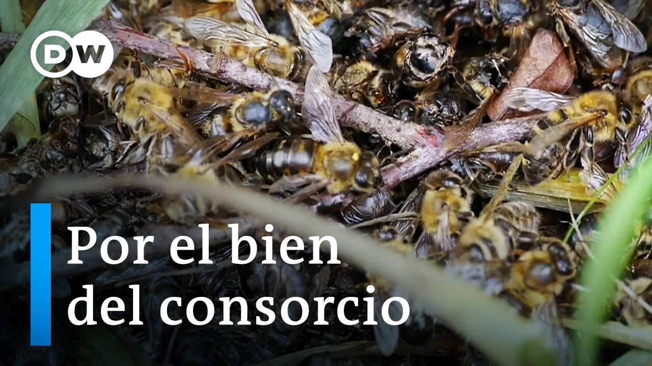 Bayer y las abejas | DW Documental