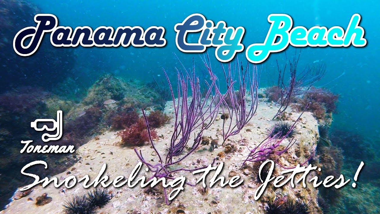 Panama City Beach Snorkel | The Jetties Teeming With Life!