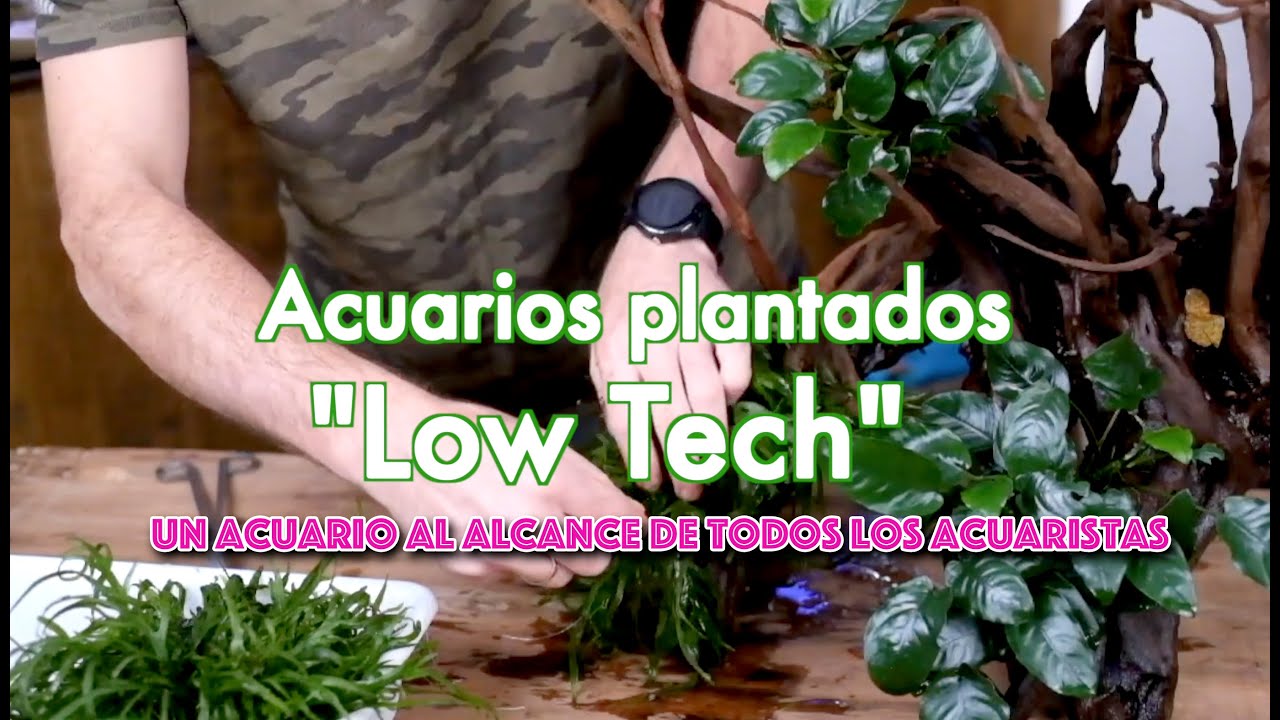 Acuarios plantados Low Tech, el acuario natural al alcance de todos los acuaristas!