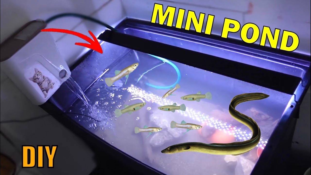 allestisco un MINI POND nella FISH ROOM + 2 NUOVI PESCI!