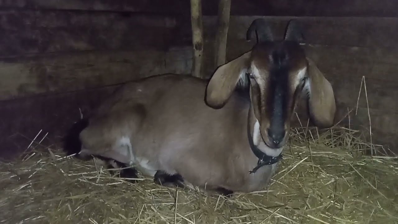 Чим годувати козу після окота. хто як не я вам, розповім.