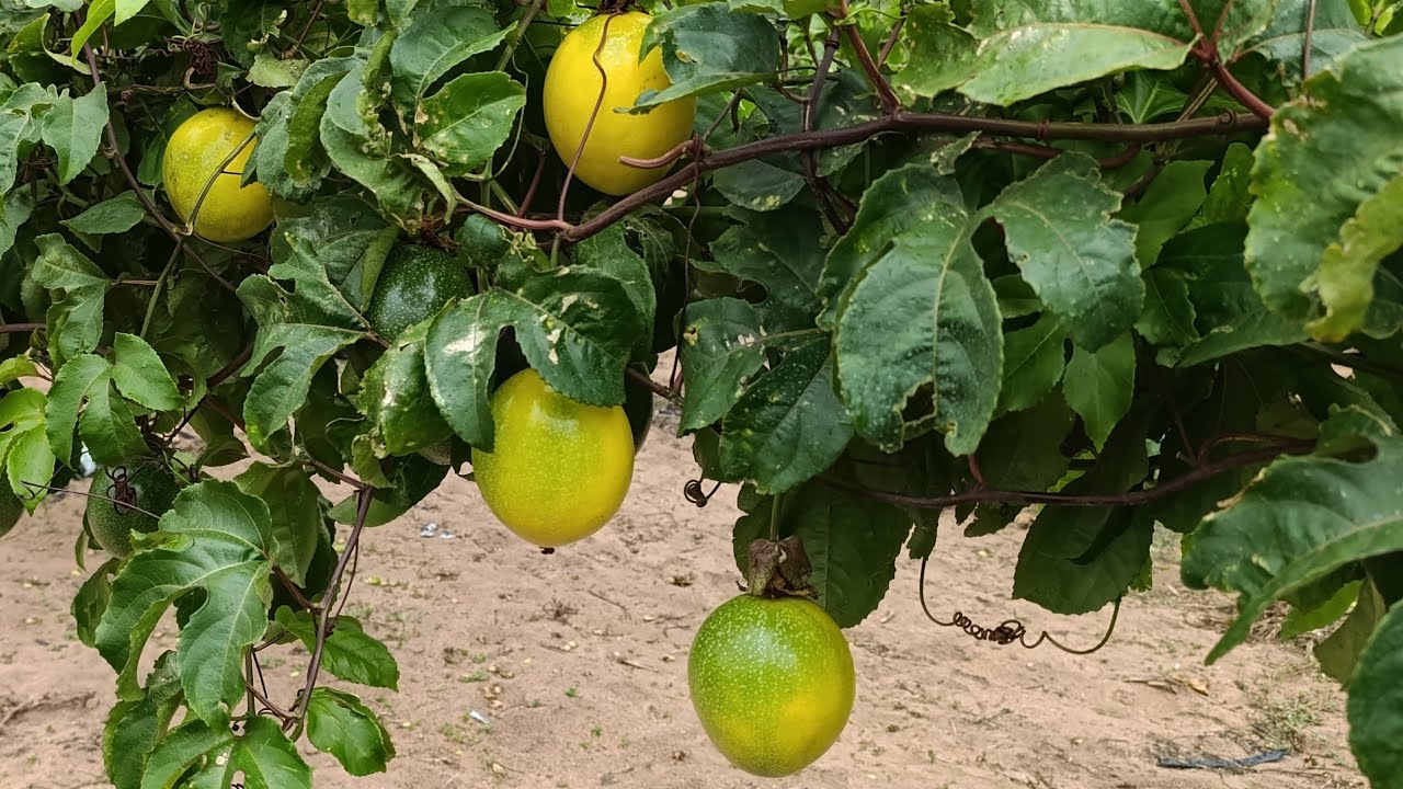 Maracujá Produzindo  12 mil kg em 8 meses