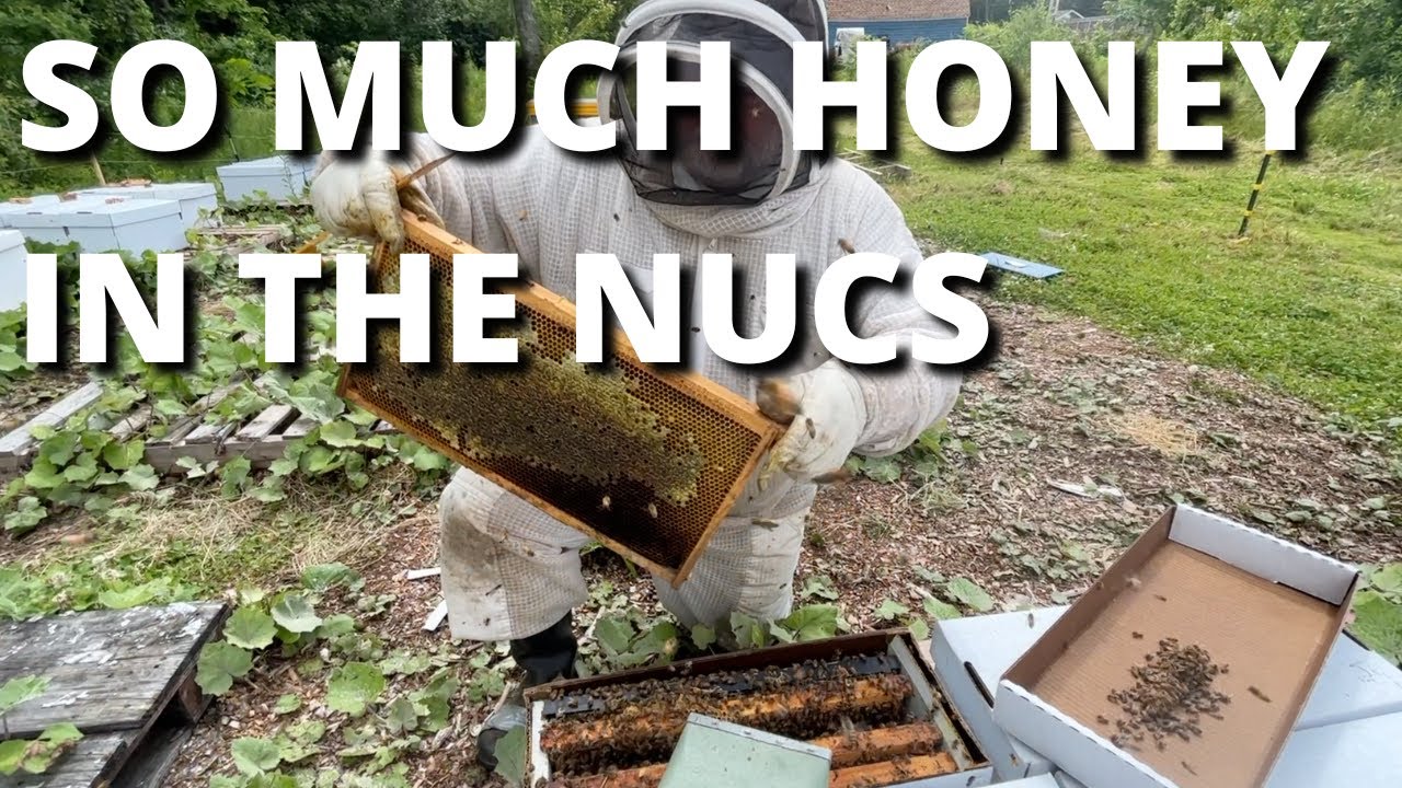 So much honey in the nucs!