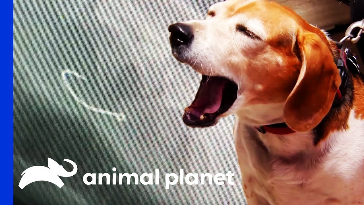 Vet Removes Fish Hook From Dog's Stomach! | Dr. Jeff: Rocky Mountain Vet