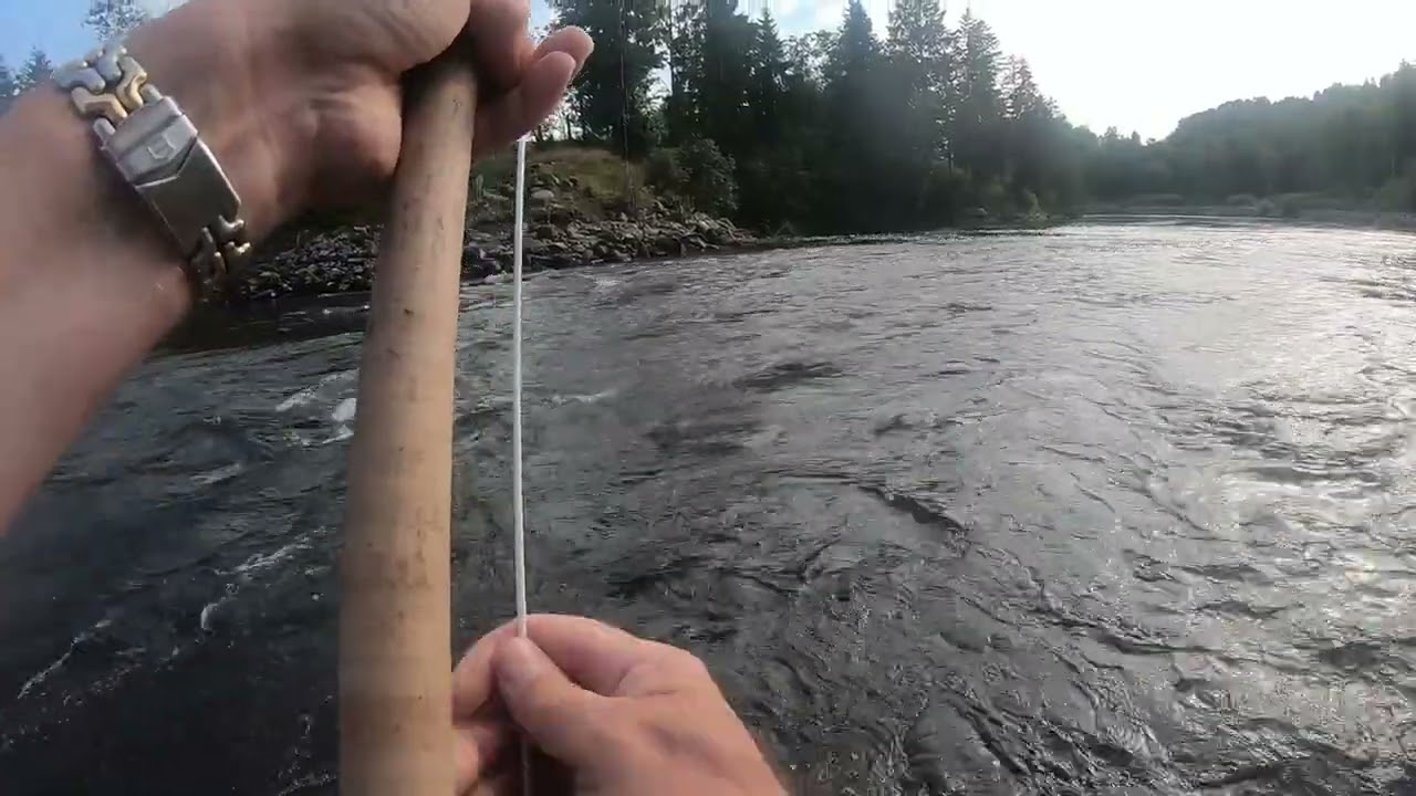 The hard fighting salmons of Aagaardselva - 2025