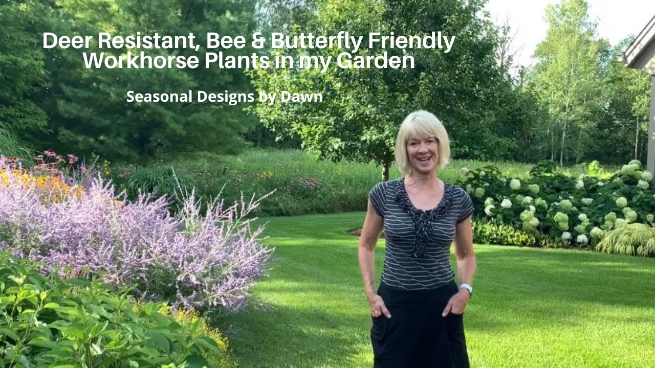 Deer Resistant Plants That Bees & Butterflies Love In My Garden