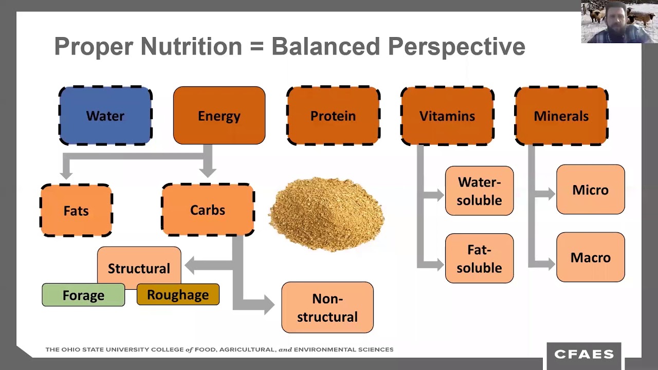 Lamb & Goat Nutrition Webinar
