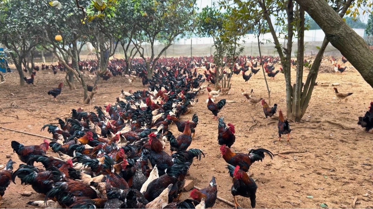 Daily Farm Life | Easy Free-Raising Chicken Farming