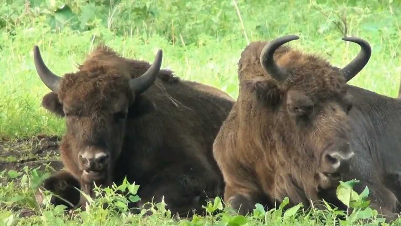 Białowieża National Park  (Poland) - Parco Nazionale di Białowieża (Polonia)