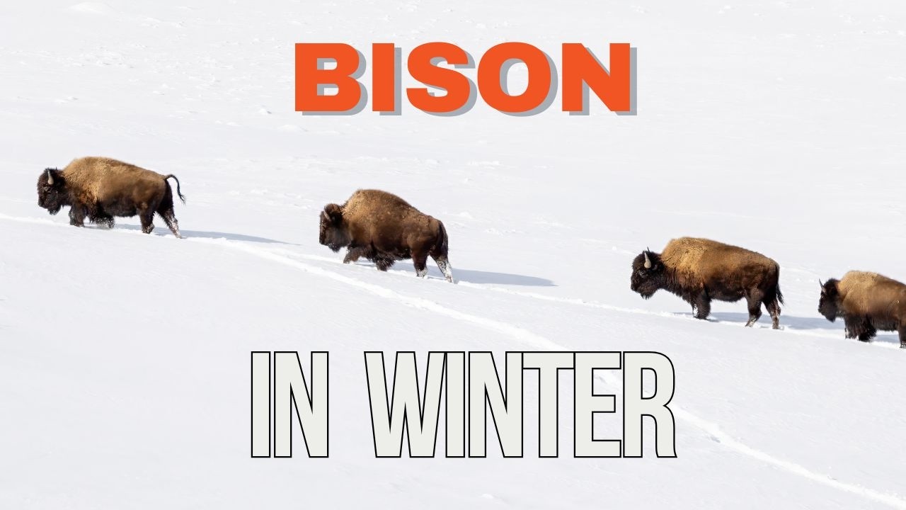 Bison In Winter: North America's Largest Land Animal Surviving the Cold