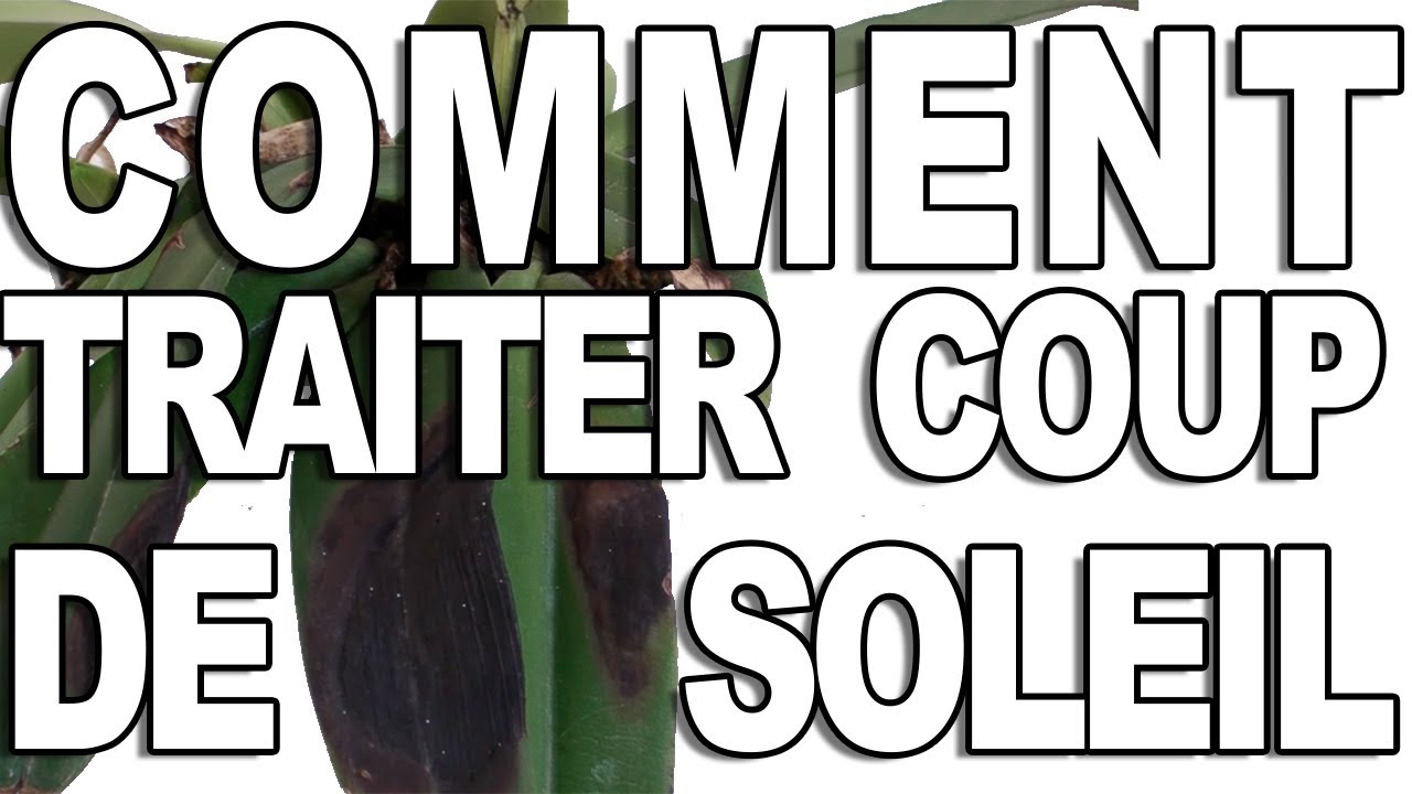 Comment traîter un coup de soleil sur votre orchidée??