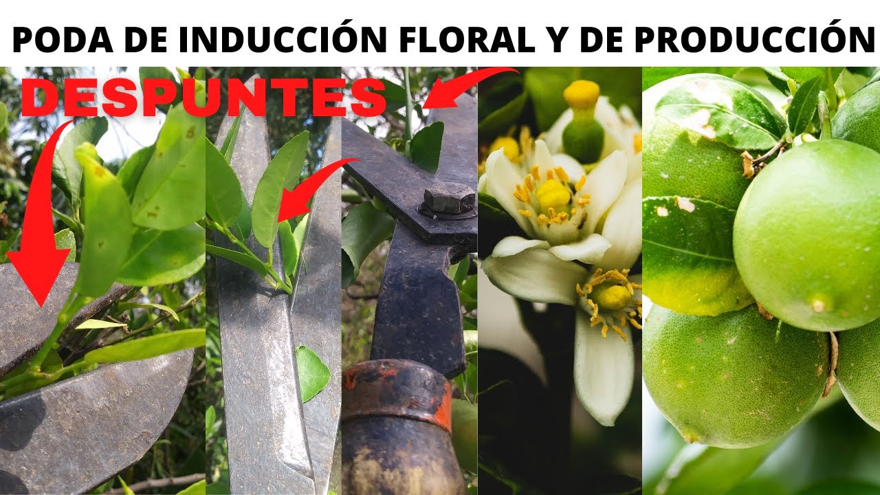 Poda de estimulación floral en Limón 🍋