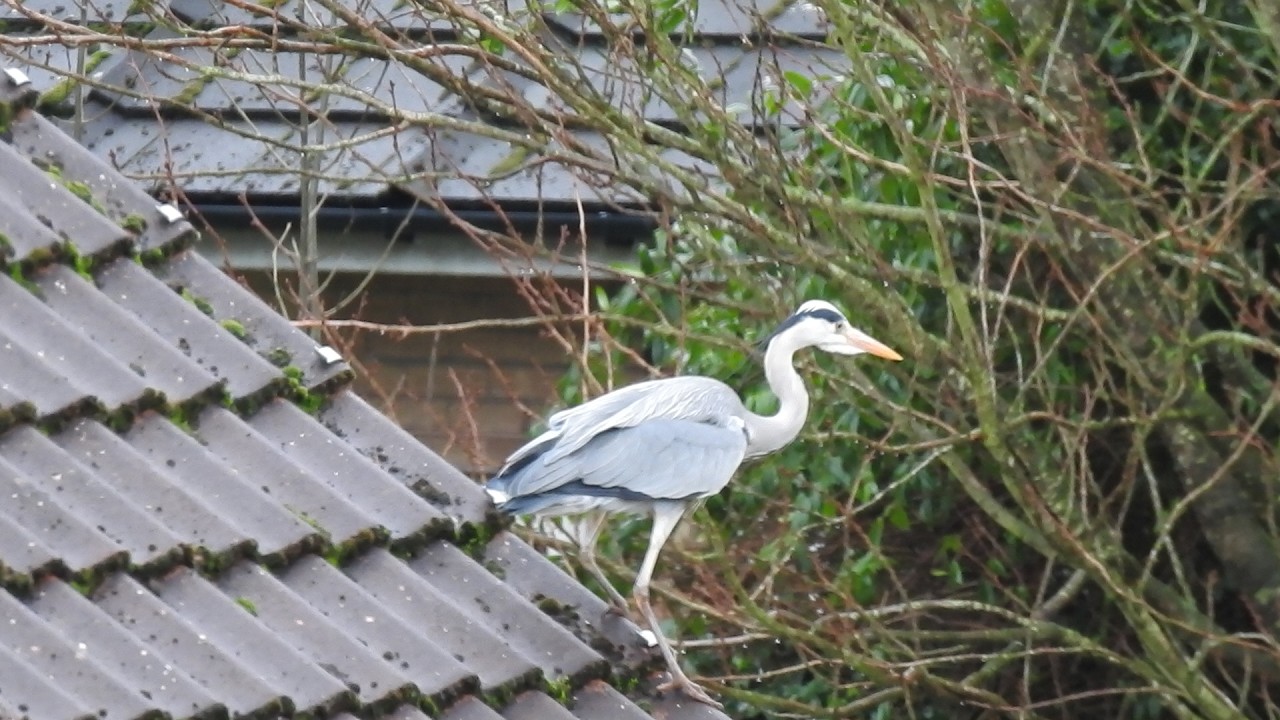 Heron pays a Visit.  Feed the birds UK 28 02 26