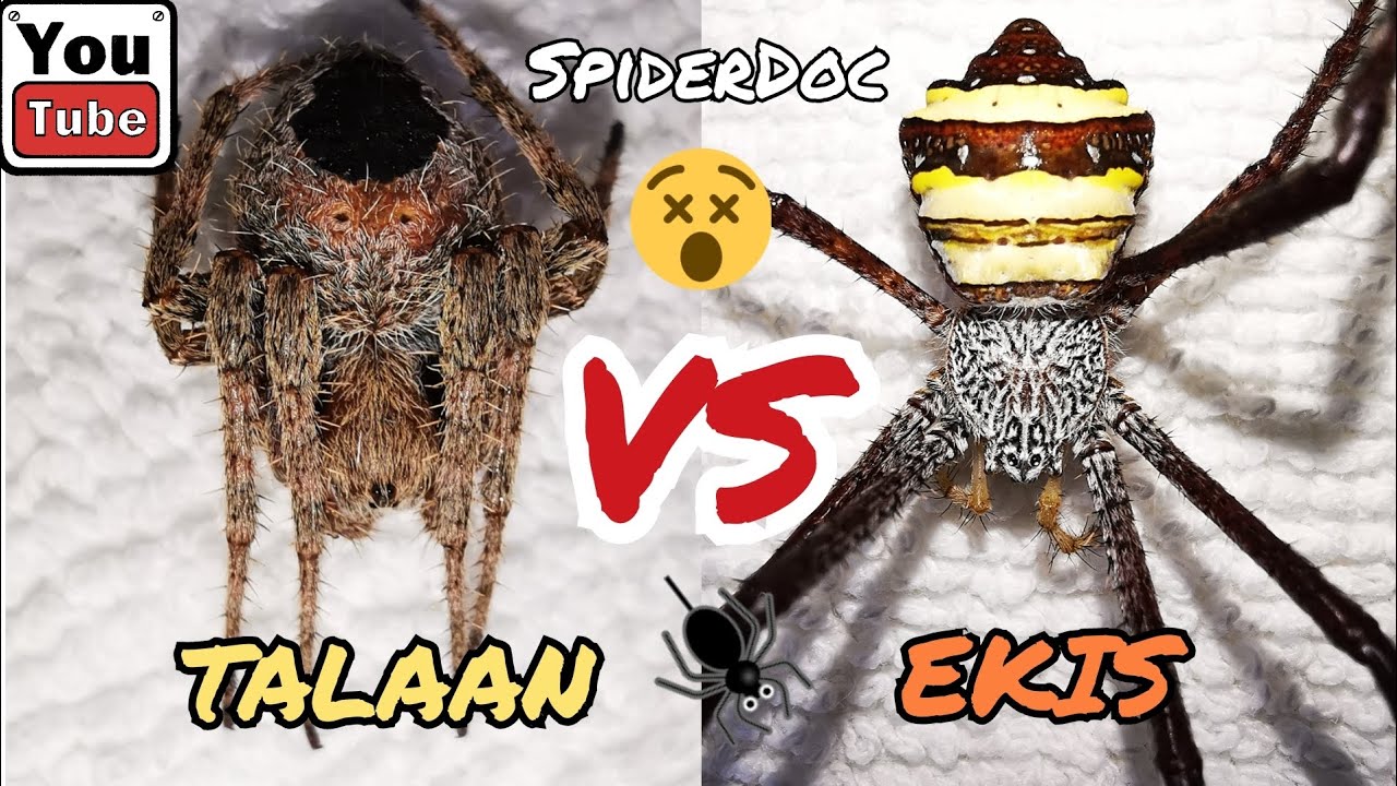 TALAAN vs EKIS. Gensan x Nagcarlan. Spider Fight!