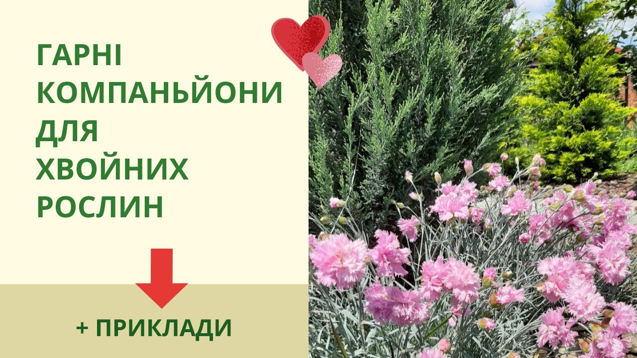 Что посадить рядом с хвойными растениями?