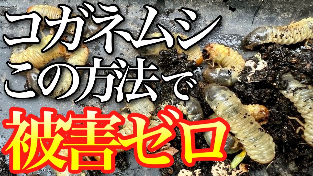 【被害ゼロ！？】視聴者から教えてもらったコガネムシの幼虫の防除・対策を紹介します