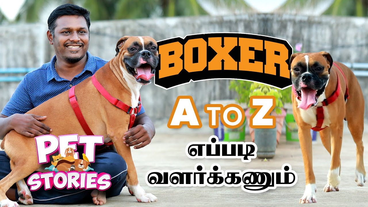 பார்க்கத்தான் TERROR, உண்மையில் ஒரு குழந்தை  | Boxer Dogs Breed Details in Tam | Pet Stories