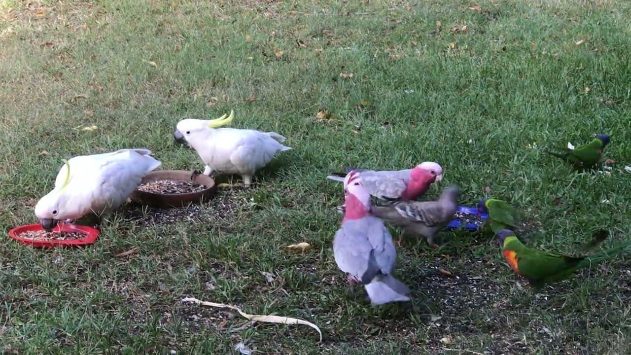 Cockatoo, a Galah, and a Rainbow Lorikeet eating キバタンとモモイロインコ とゴシキセイガイインコの食事風景