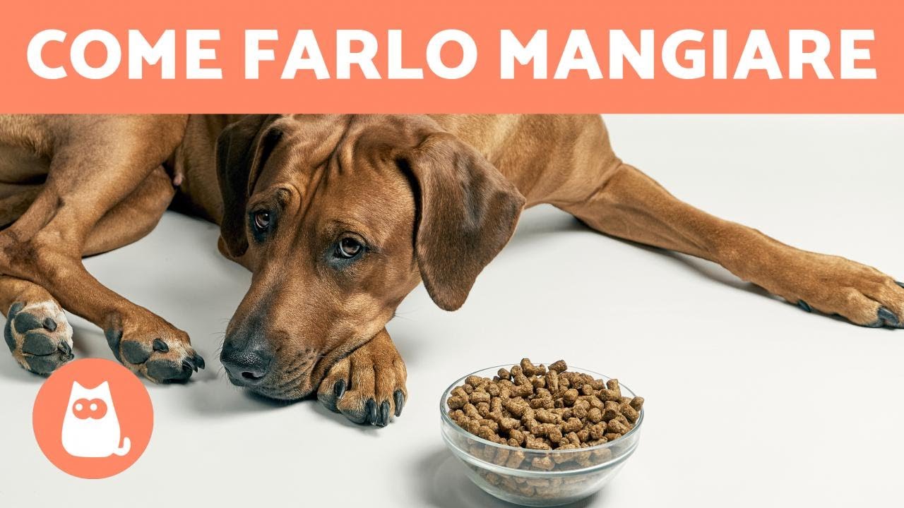 Il mio CANE NON VUOLE MANGIARE 🐶🥩 (7 Rimedi Casalinghi ✅)