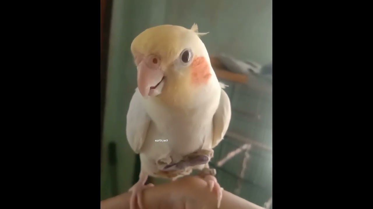Watch my birdy 🦜 dance moves while singing 🎤