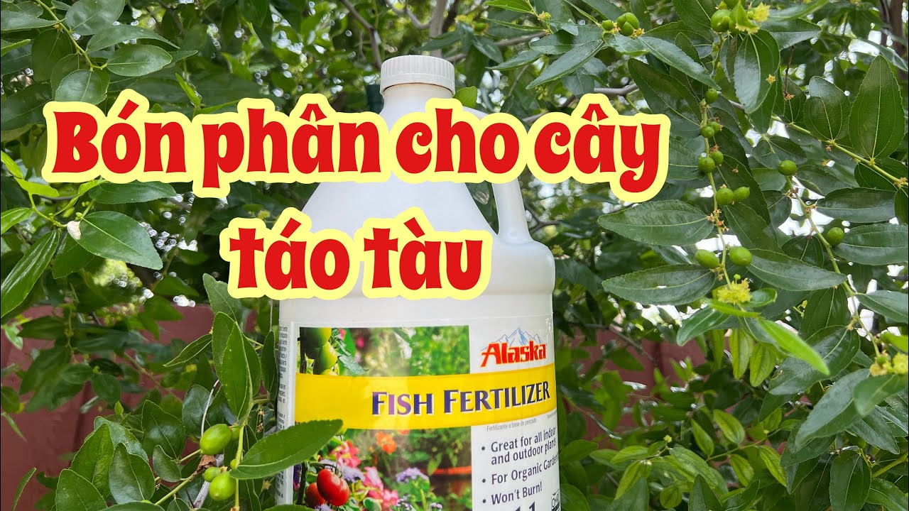Bón phân cho cây táo tàu khi cây đang có trái - táo tàu trồng chậu cây trái sum sê