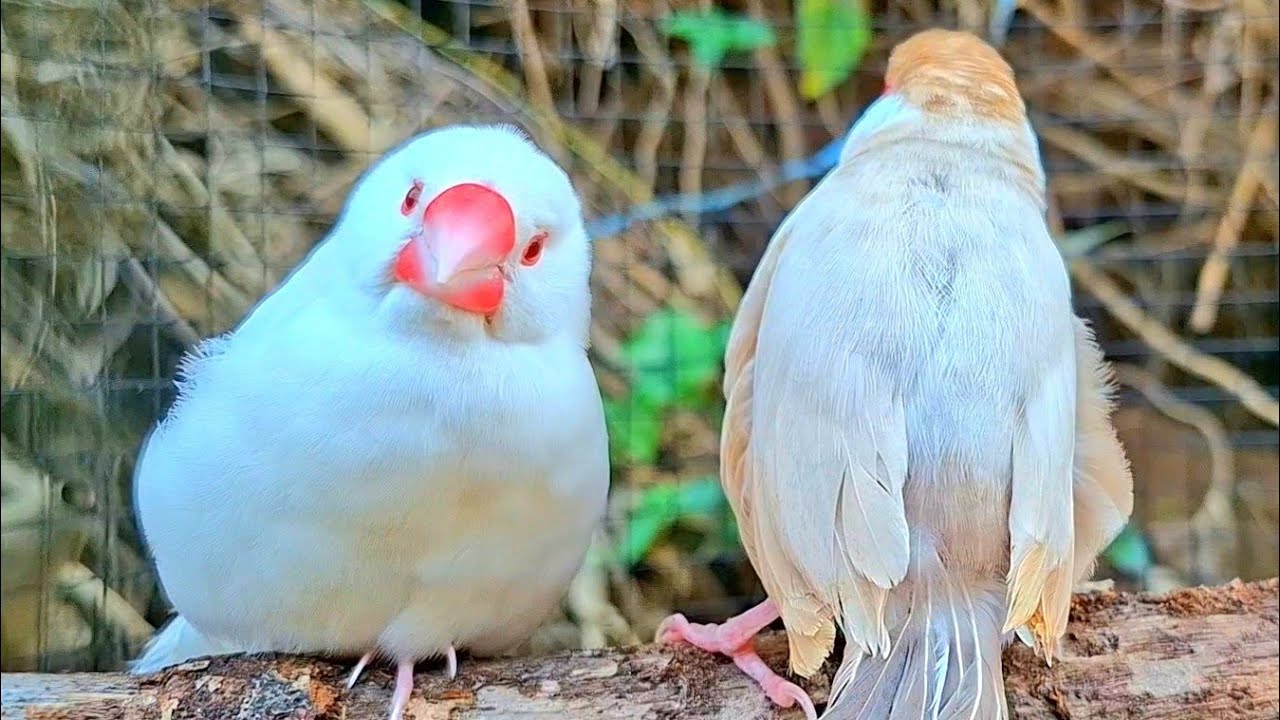 Java sparrows singing sound: honey java sparrows sing wonderful song together with love.  It's cute.