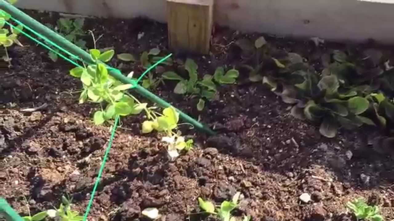 April 26, 2015 - Garden Update - Hoop house success, new addition...  Fig!