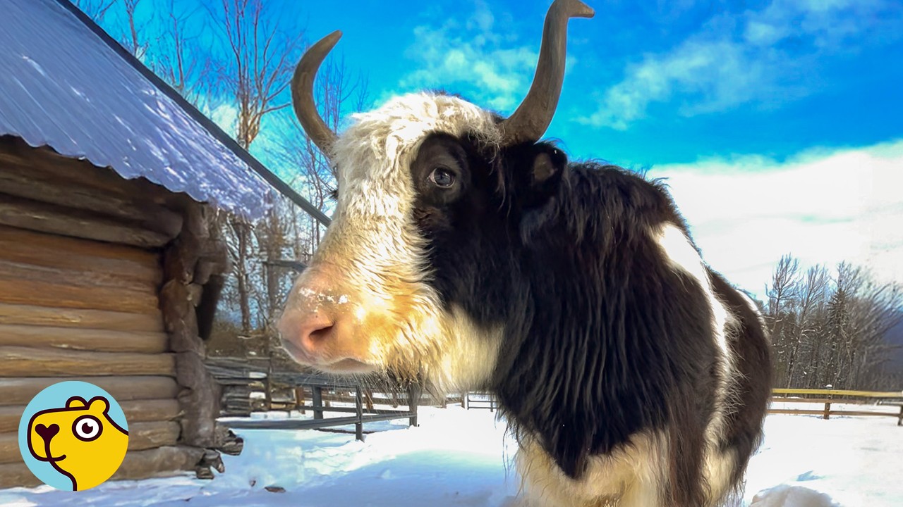 Grumpy Yak Finally Finds Her Match