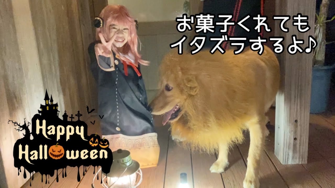 【ハロウィン】ライオン🦁になって楽しむゴールデン仔犬/生後7ヶ月