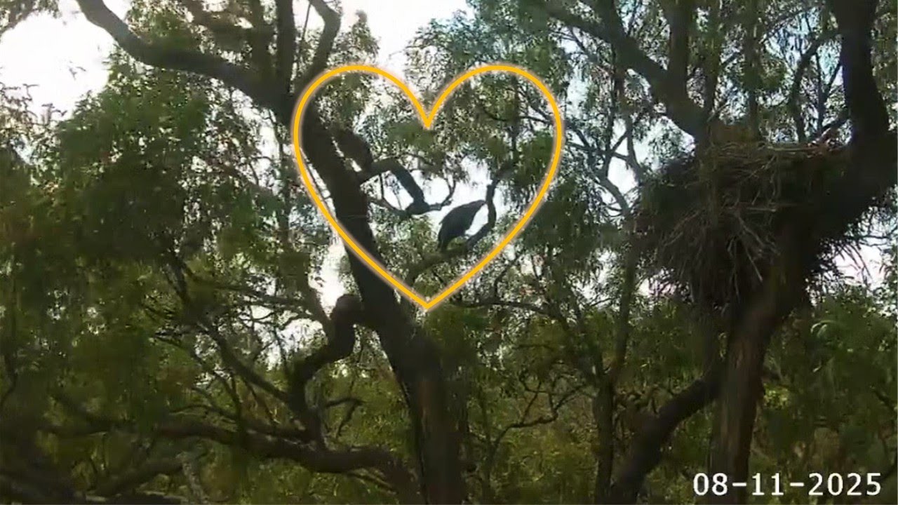 Sydney WB Sea Eagles🦅 SE35 & SE36 Discover They Now Have a Gigantic Playground🛝🛴 2025 Nov 8