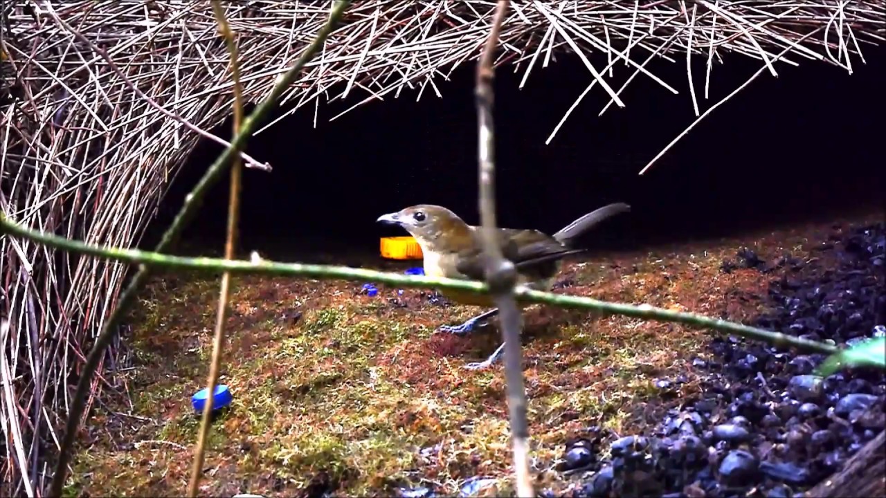 Vogelkop Bowerbird