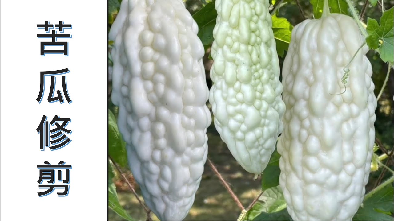 苦瓜早期修剪. #苦瓜家庭有机种植系列 （点击CC观看字幕）
