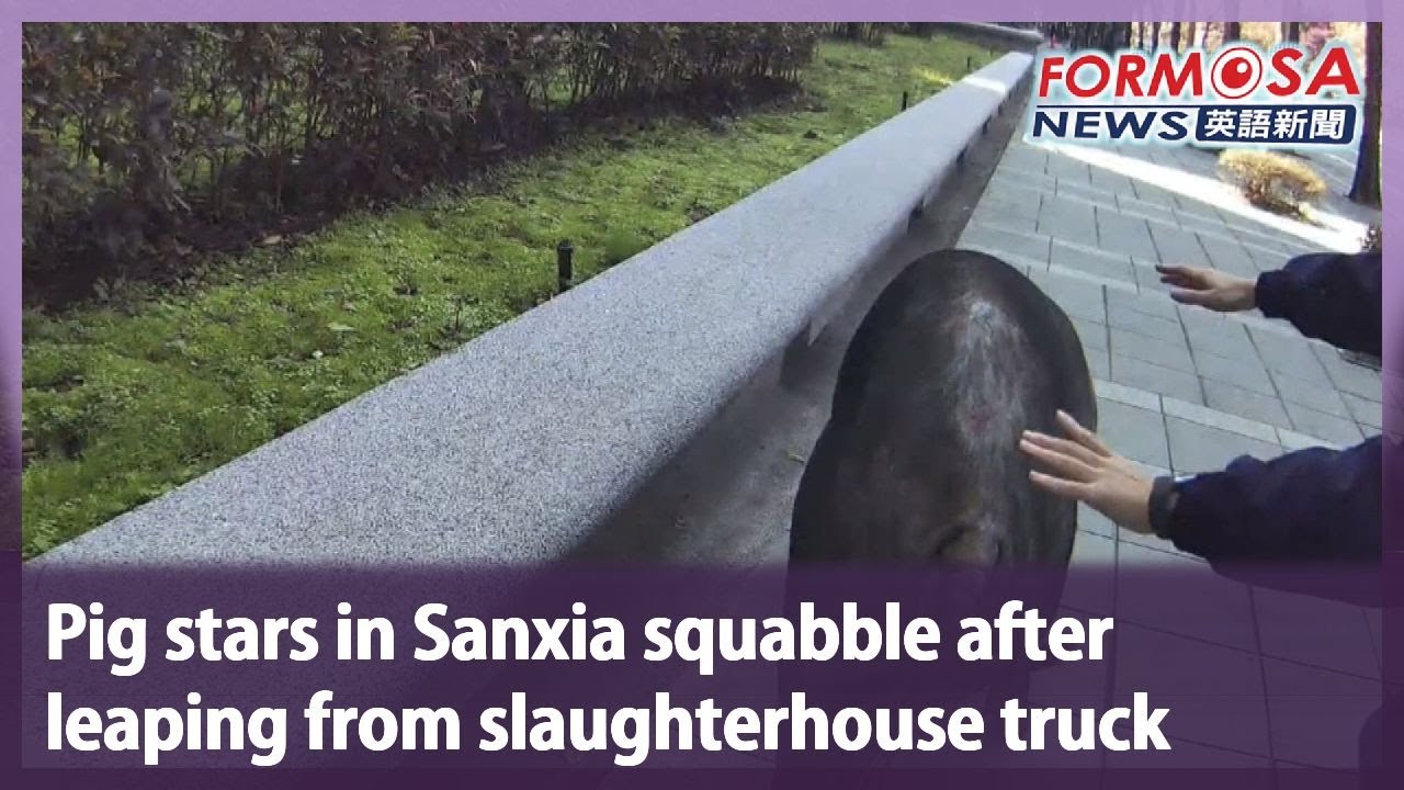 Pig stars in Sanxia squabble after leaping from slaughterhouse truck｜Taiwan News