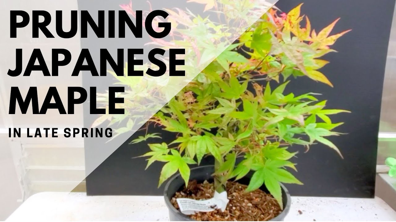 Pruning Japanese Maple in Late Spring (Development Phase)