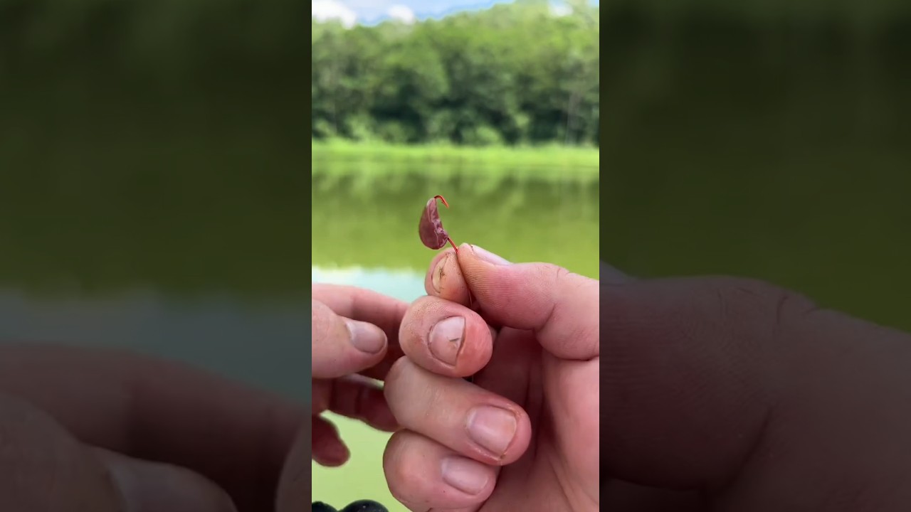 Catch big fish with simple fishing rod Part 1