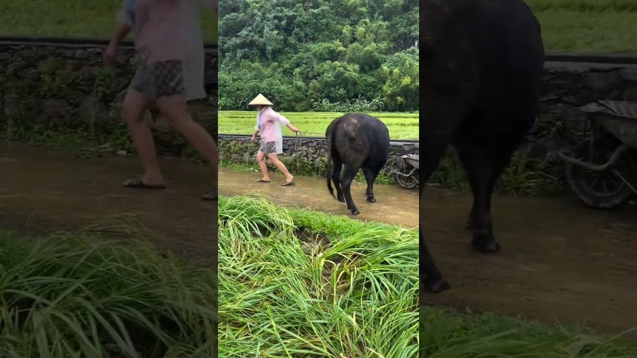 lũ lụt miền trung #shorts @longlanhtv