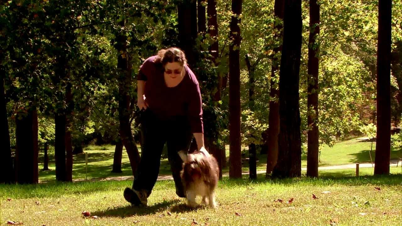 FDA and Pet Food