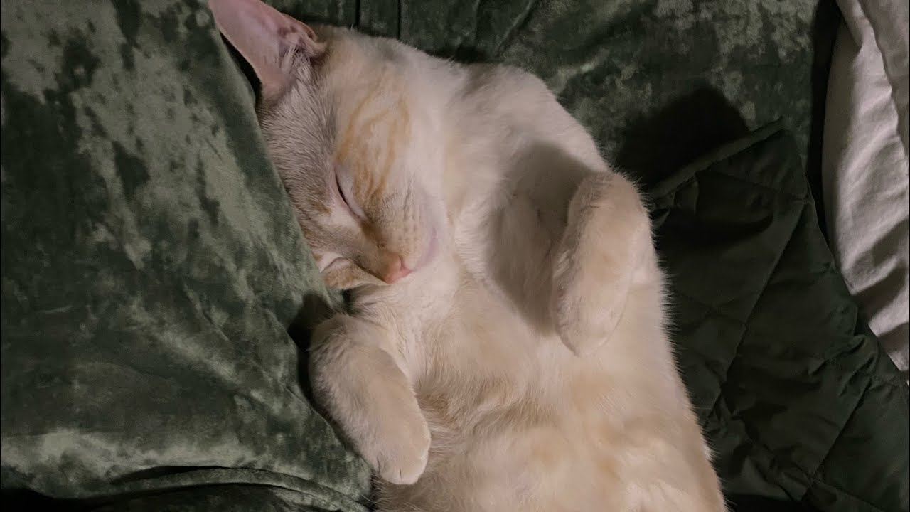 Catstar