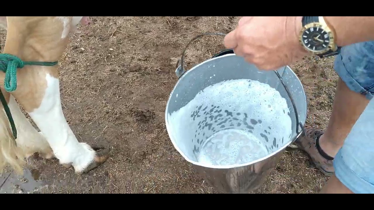 FAMÍLIA DE UMA VACA 🐄🐮🐄 SÓ BOA DE LEITE