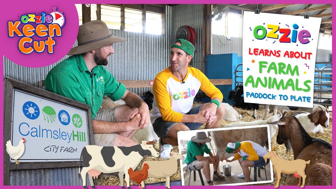 Learn About Paddock to Plate for Kids | Educational Video for School Children