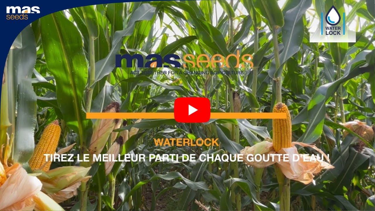 Maïs WATERLOCK | MAS Seeds