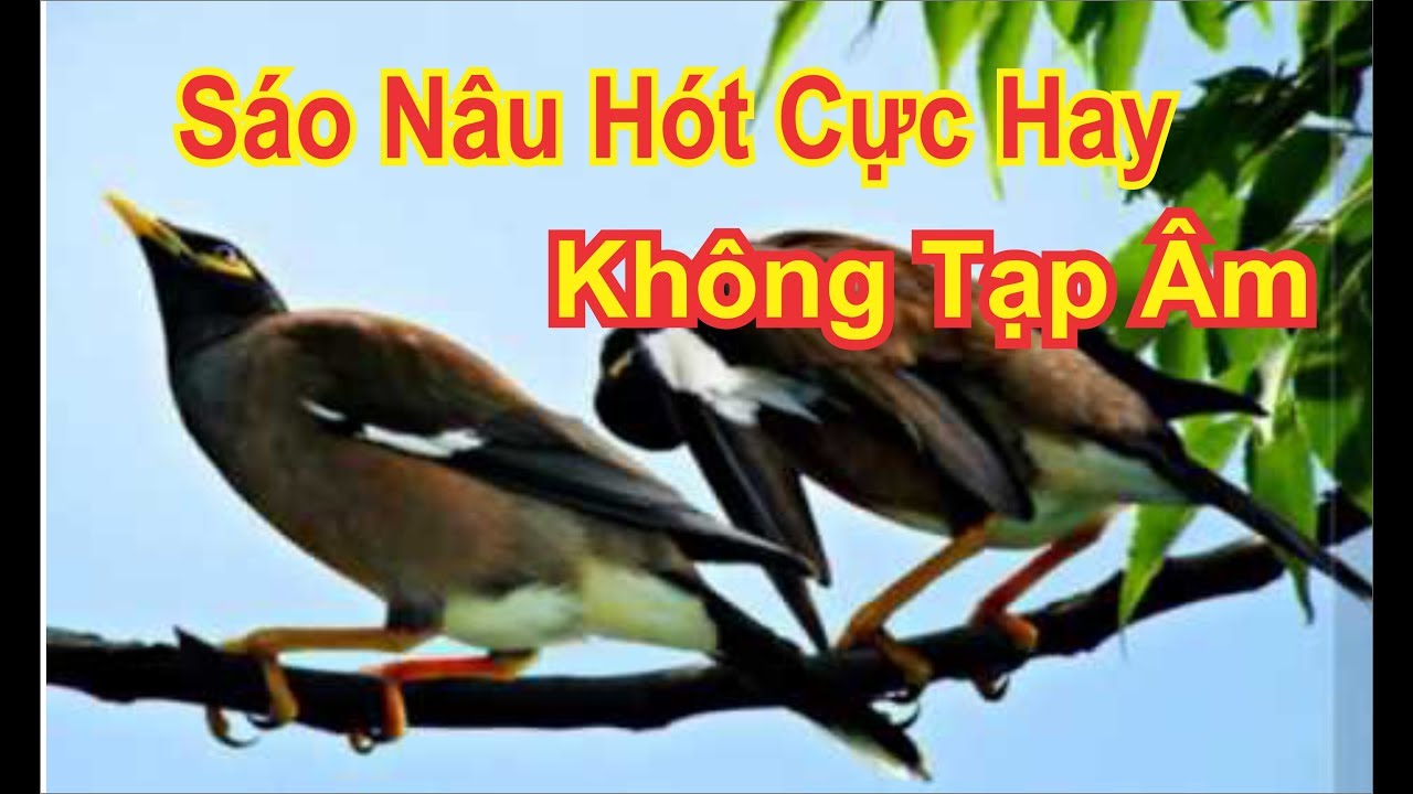 Luyện Chim  Sáo Hót Cực Hay |  Không Tạp Âm Dùng Đi bẫy MP3