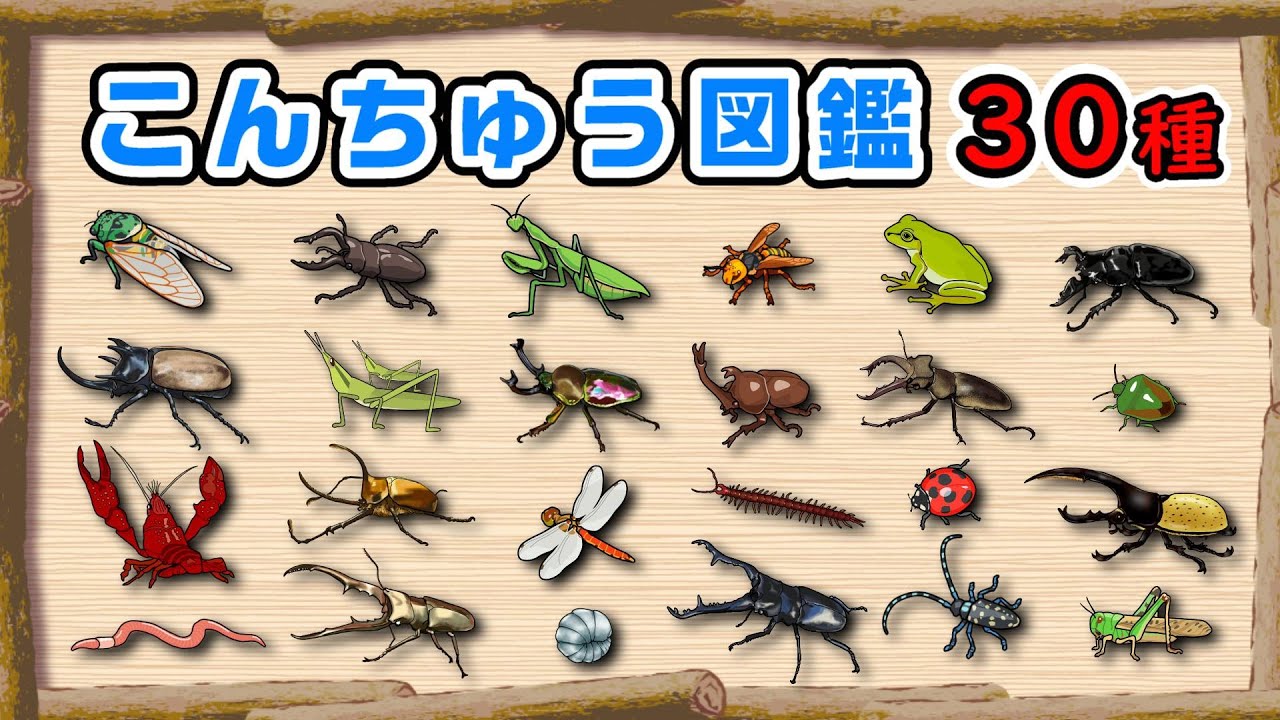 【こんちゅうアニメ】昆虫図鑑30種類！〈カブトムシvsクワガタ、ノコギリクワガタ、カマキリ、スズメバチ、ヘラクレスオオカブト〉【insect beetle stag animation】昆虫・虫・名前