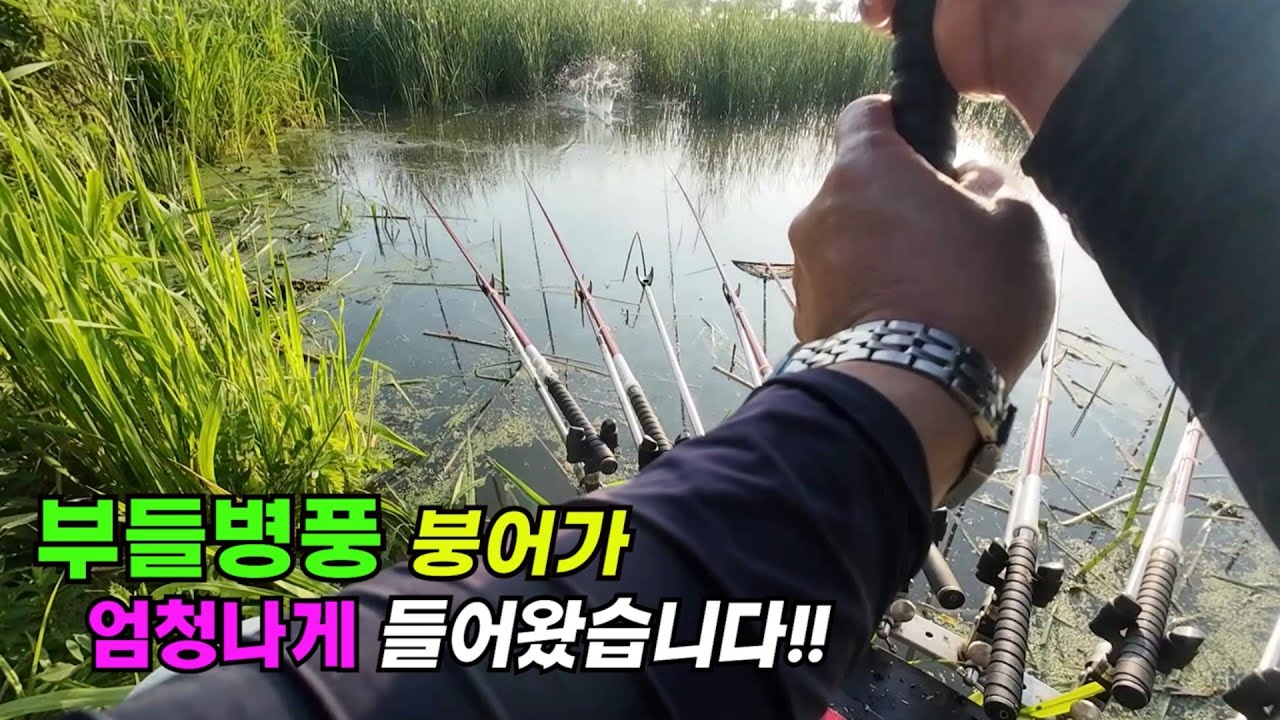 부들병풍 붕어가 엄청나게 들어 왔습니다!! 배수기 붕어낚시